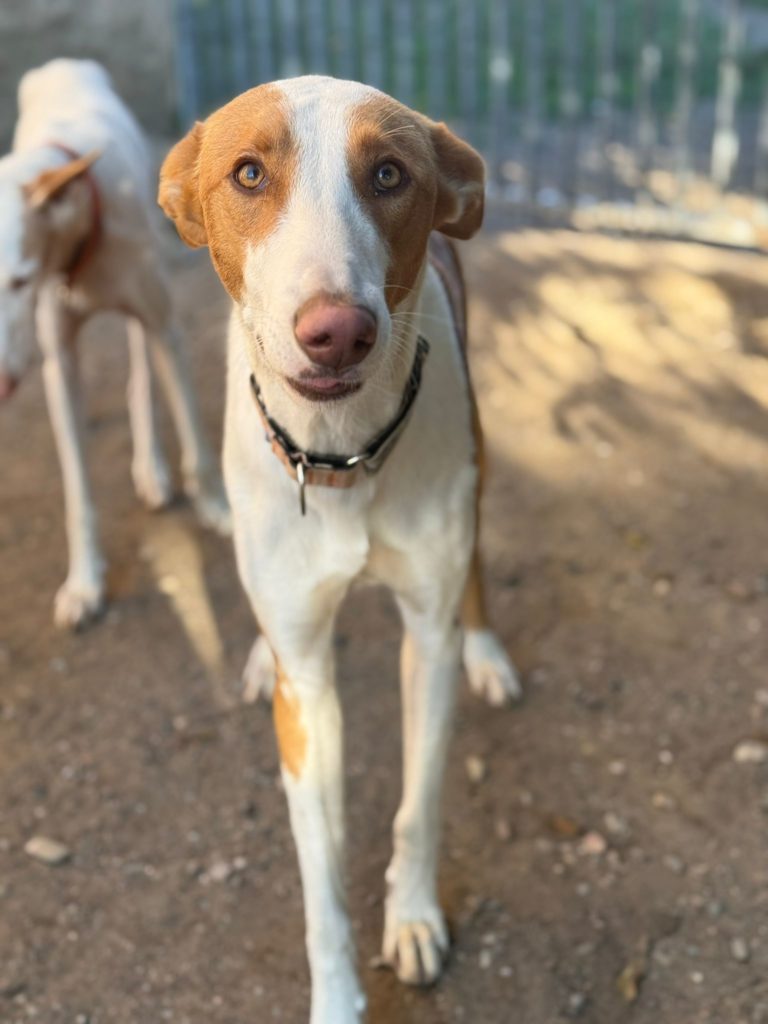 Photo de SANTI, un lévrier en attente d adoption