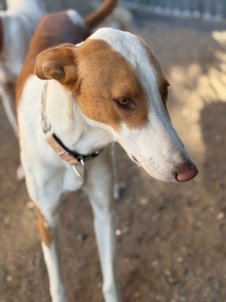 Photo de SANTI, un lévrier en attente d adoption