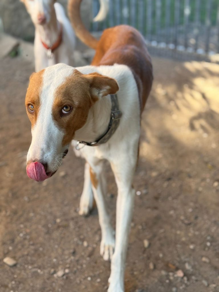 Photo de SANTI, un lévrier en attente d adoption