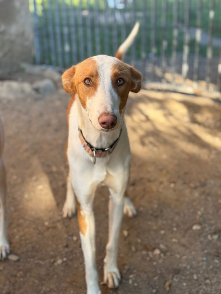 Photo de SANTI, un lévrier en attente d adoption