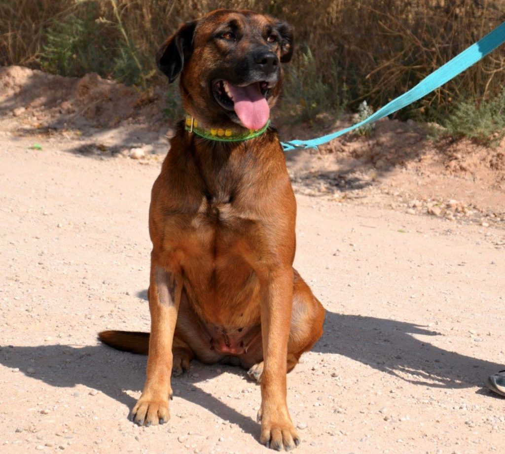 Photo de WONDER, un lévrier en attente d adoption