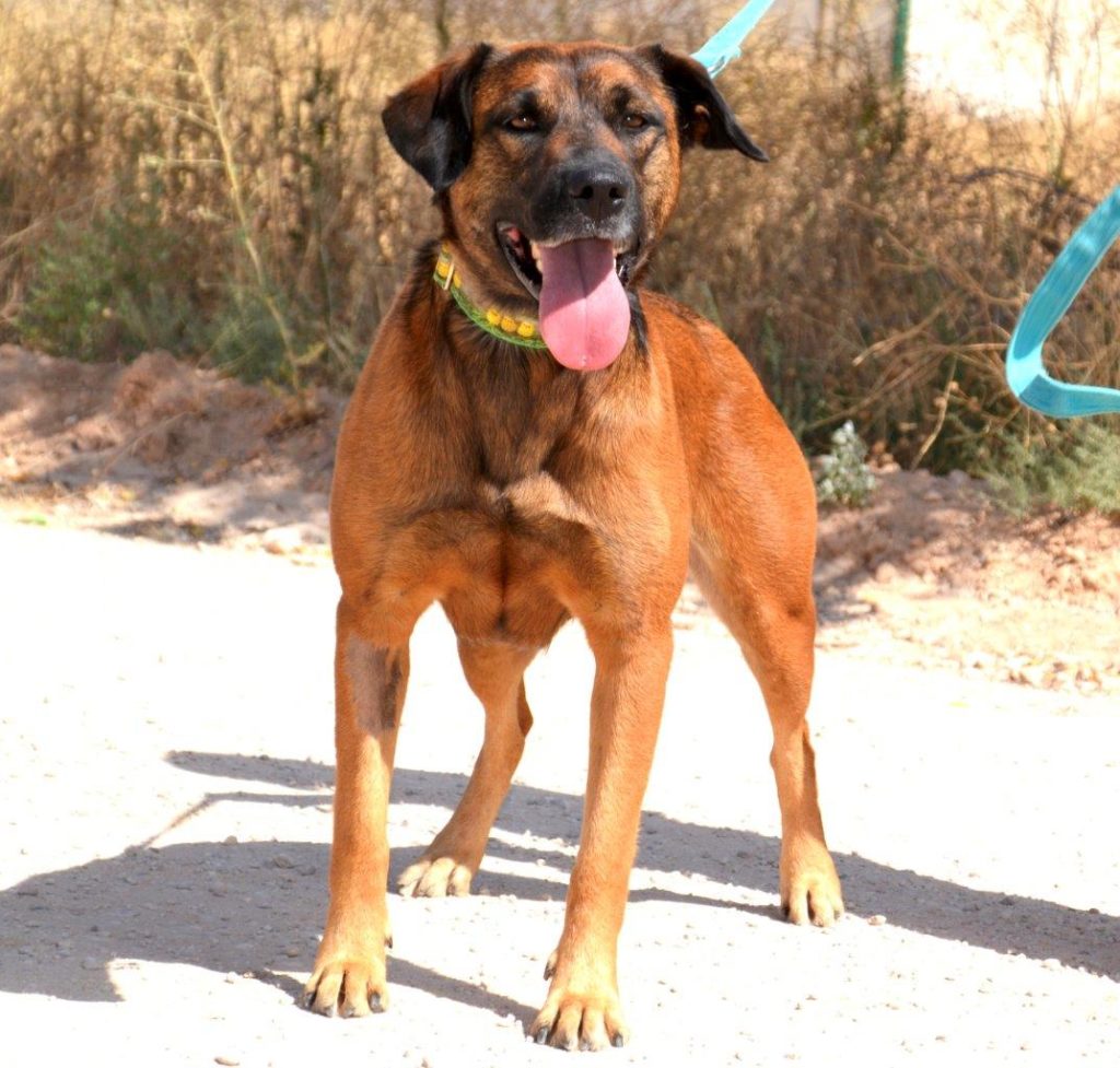 Photo de WONDER, un lévrier en attente d adoption