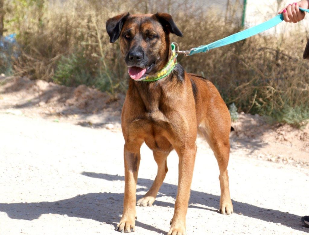 Photo de WONDER, un lévrier en attente d adoption