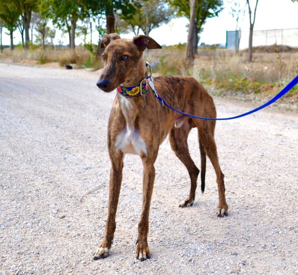 Photo de ALADIN, un lévrier en attente d adoption