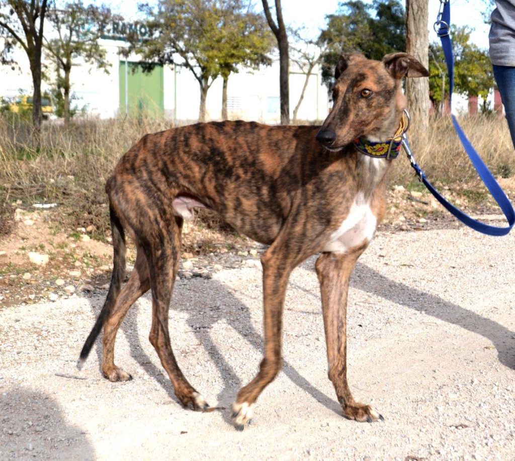 Photo de ALADIN, un lévrier en attente d adoption