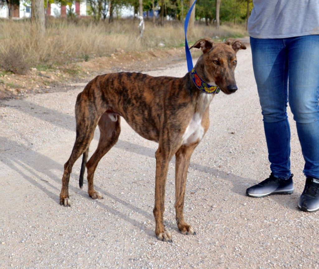 Photo de ALADIN, un lévrier en attente d adoption