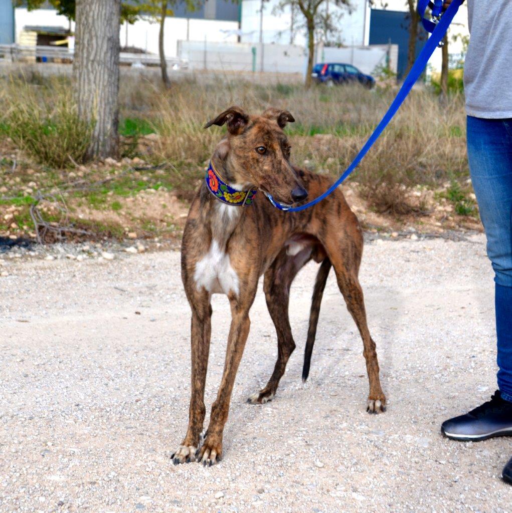 Photo de ALADIN, un lévrier en attente d adoption