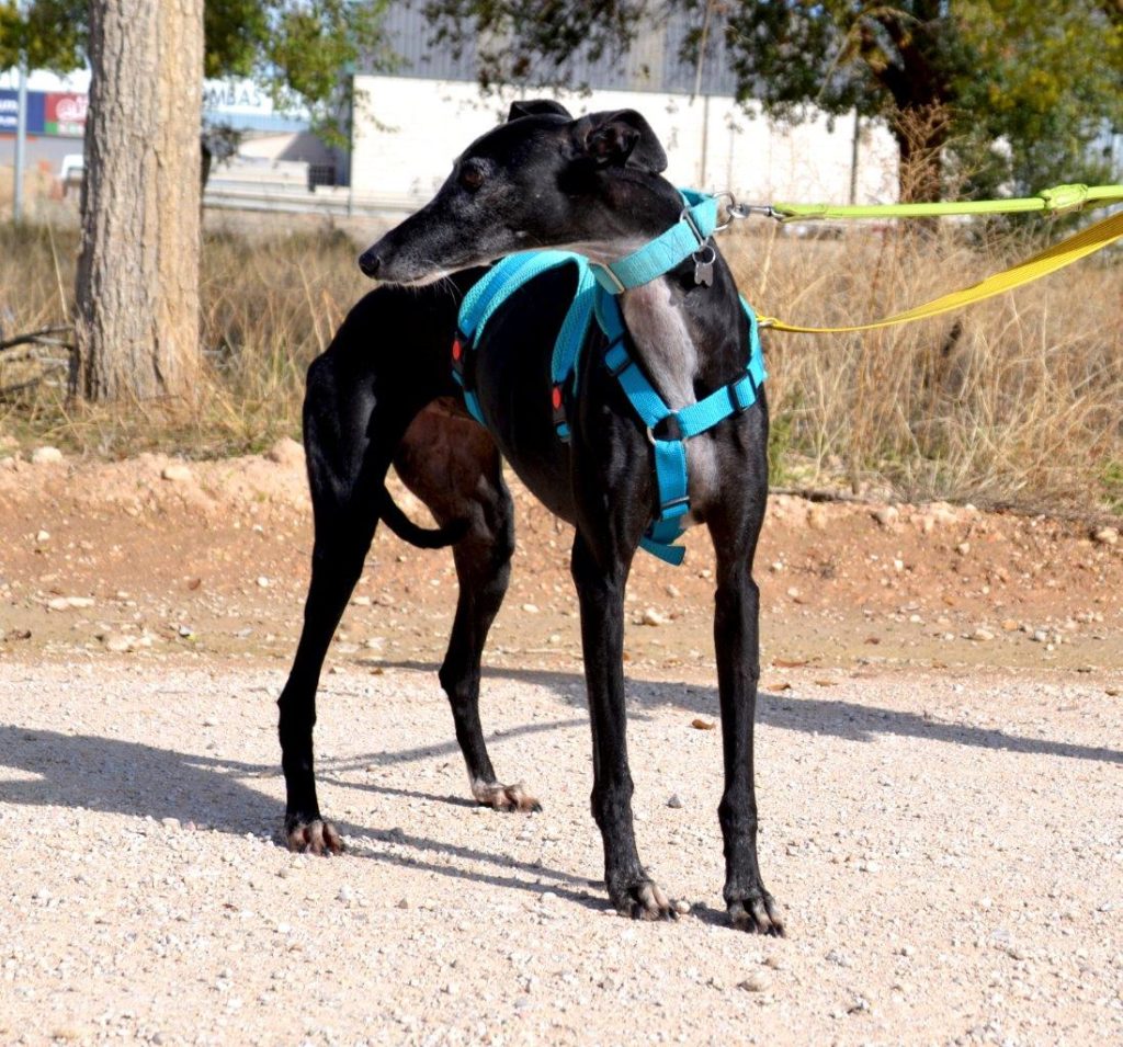 Photo de ANISA, un lévrier en attente d adoption