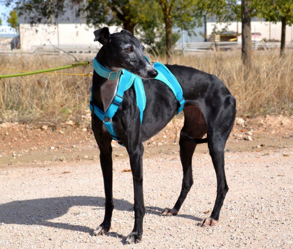 Photo de ANISA, un lévrier en attente d adoption