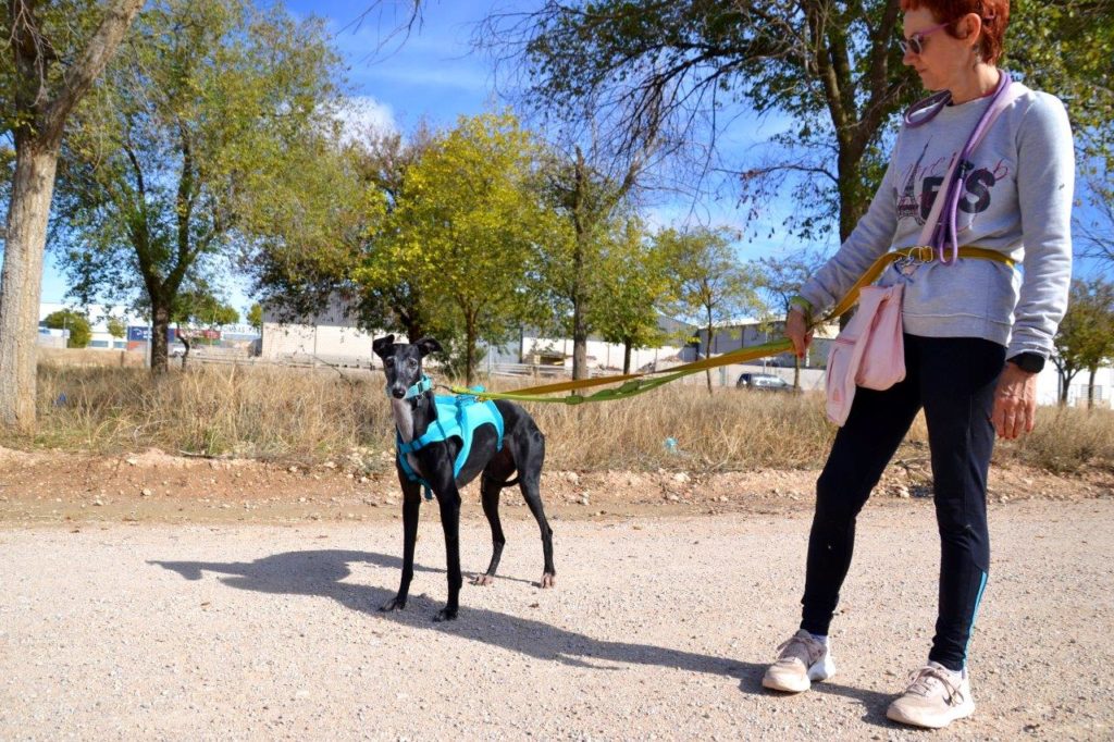 Photo de ANISA, un lévrier en attente d adoption