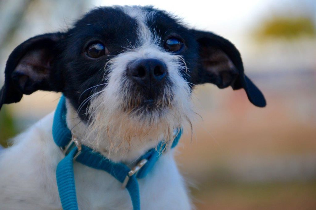 Photo de BIMBA, un lévrier en attente d adoption