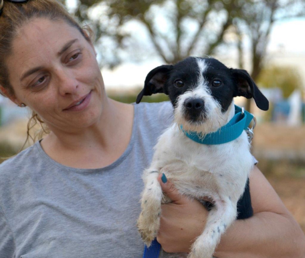 Photo de BIMBA, un lévrier en attente d adoption