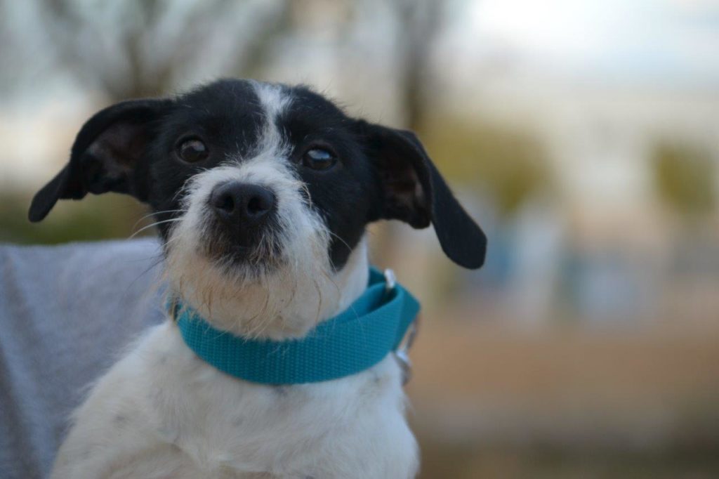 Photo de BIMBA, un lévrier en attente d adoption