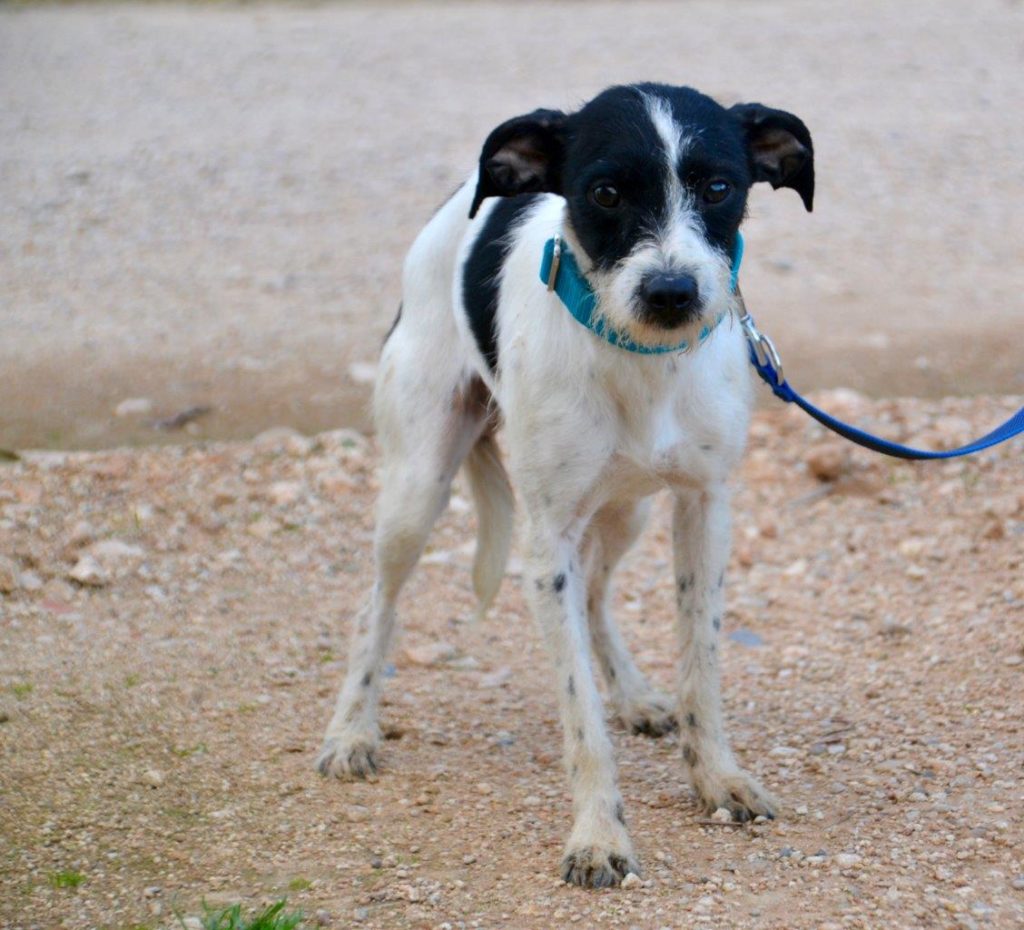 Photo de BIMBA, un lévrier en attente d adoption