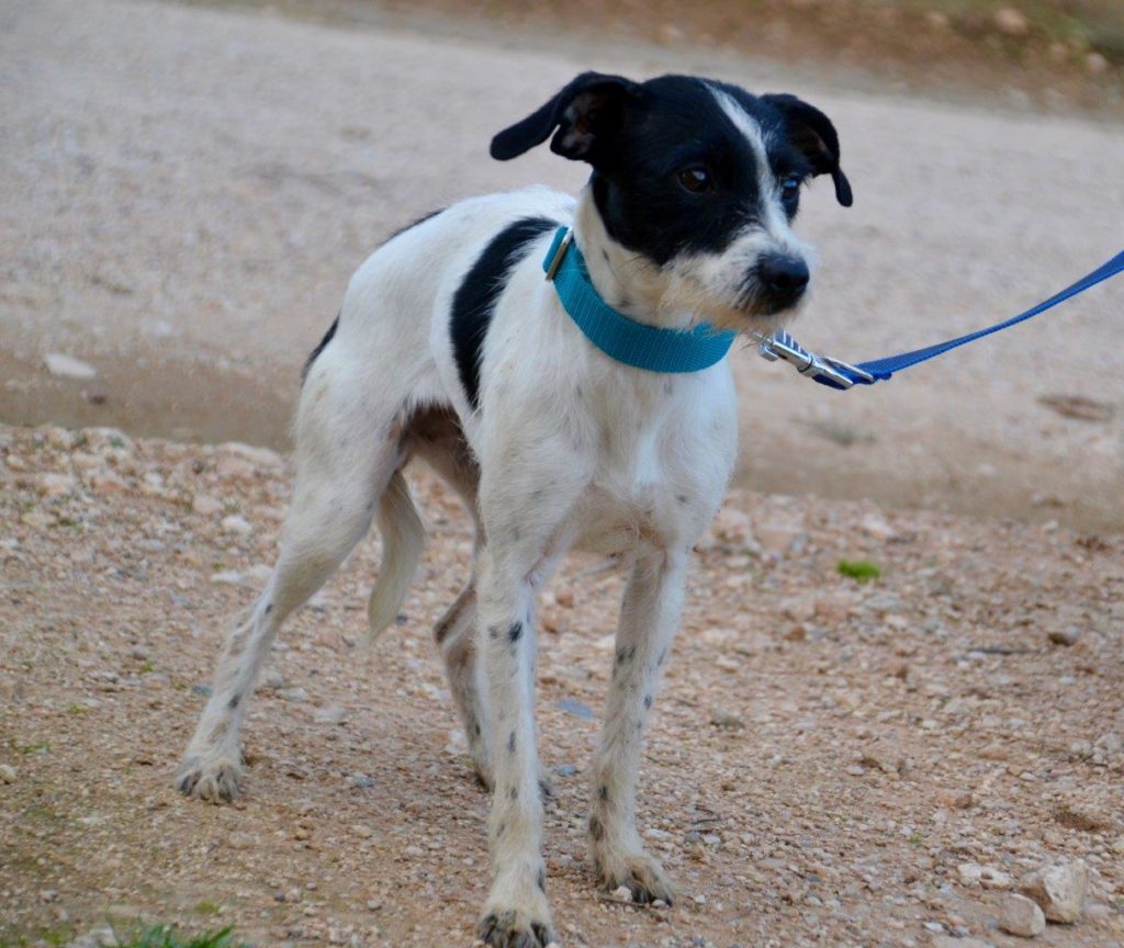 Photo de BIMBA, un lévrier en attente d adoption