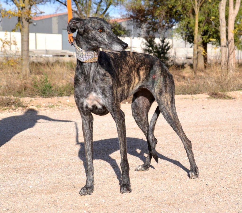 Photo de CENICIENTA, un lévrier en attente d adoption