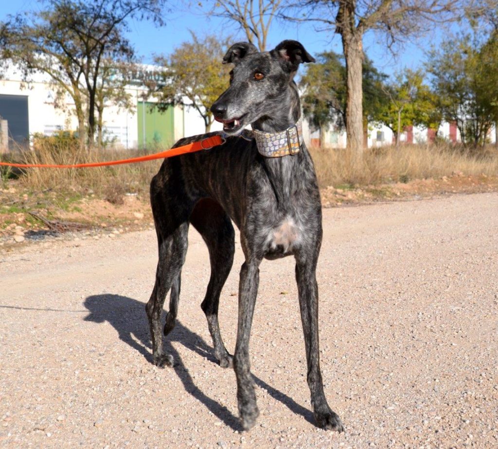 Photo de CENICIENTA, un lévrier en attente d adoption