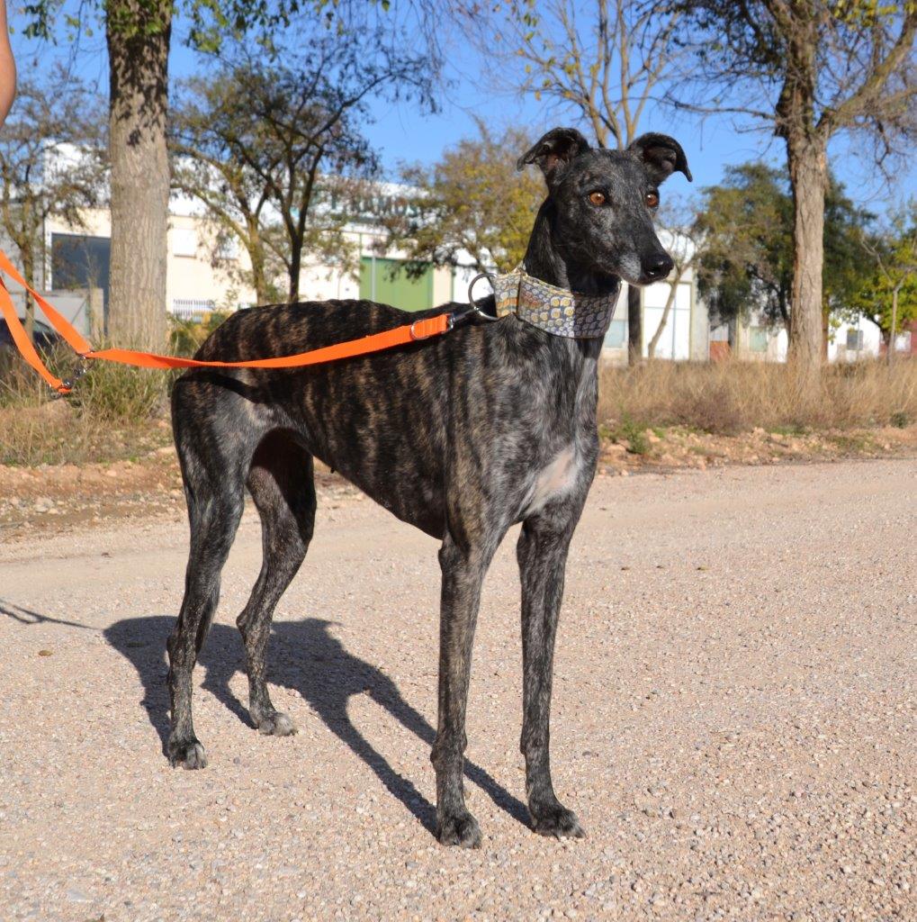 Photo de CENICIENTA, un lévrier en attente d adoption