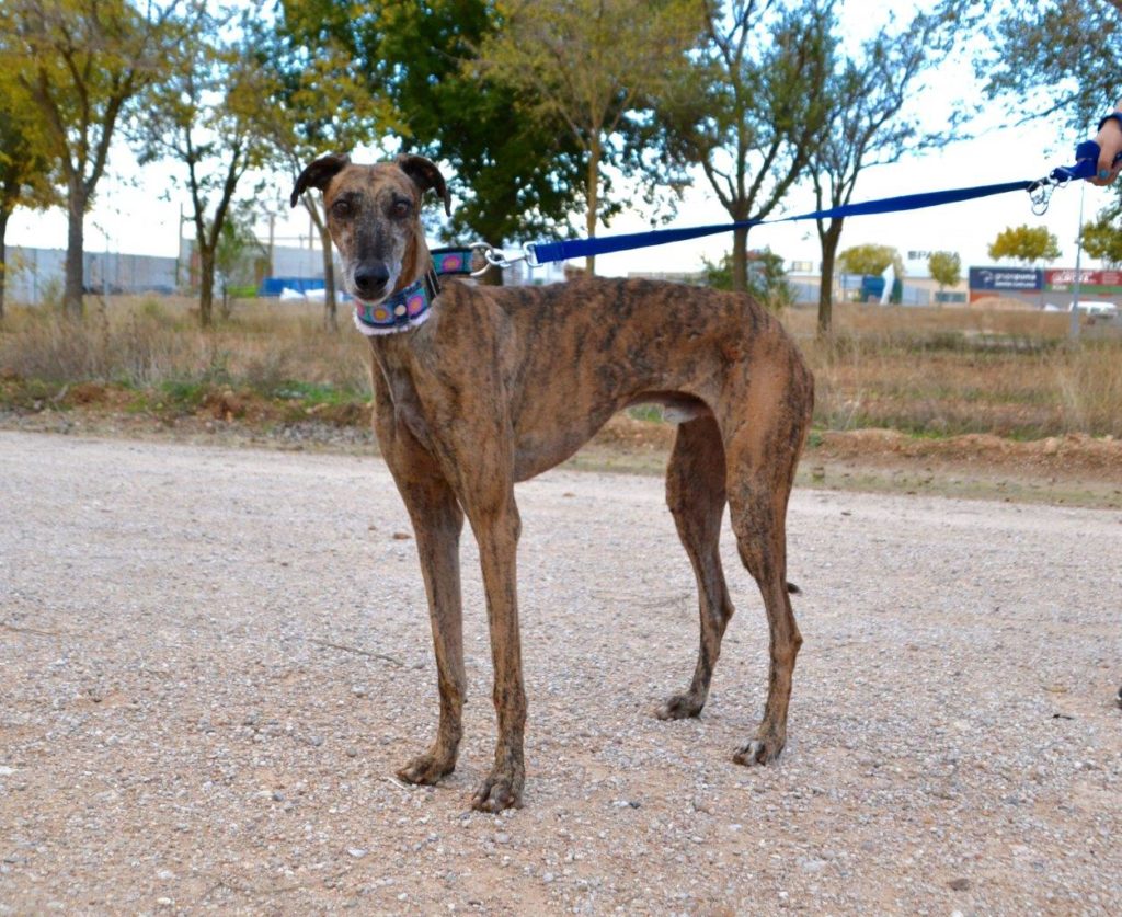 Photo de CONAN, un lévrier en attente d adoption