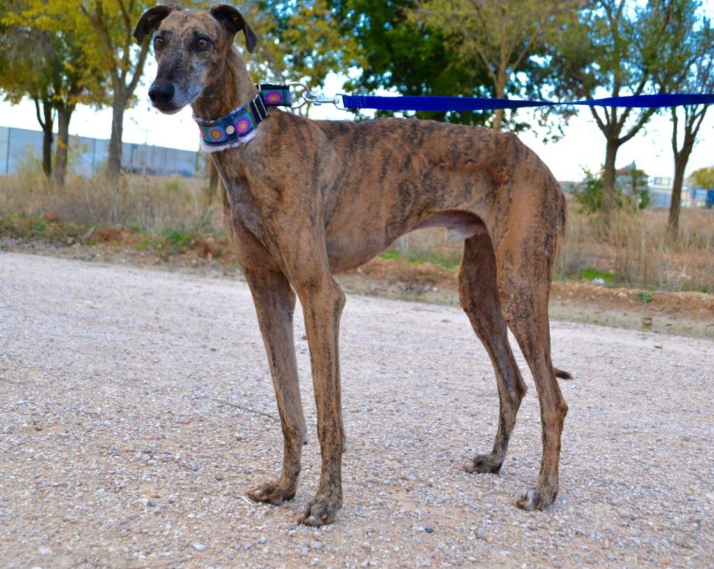 Photo de CONAN, un lévrier en attente d adoption