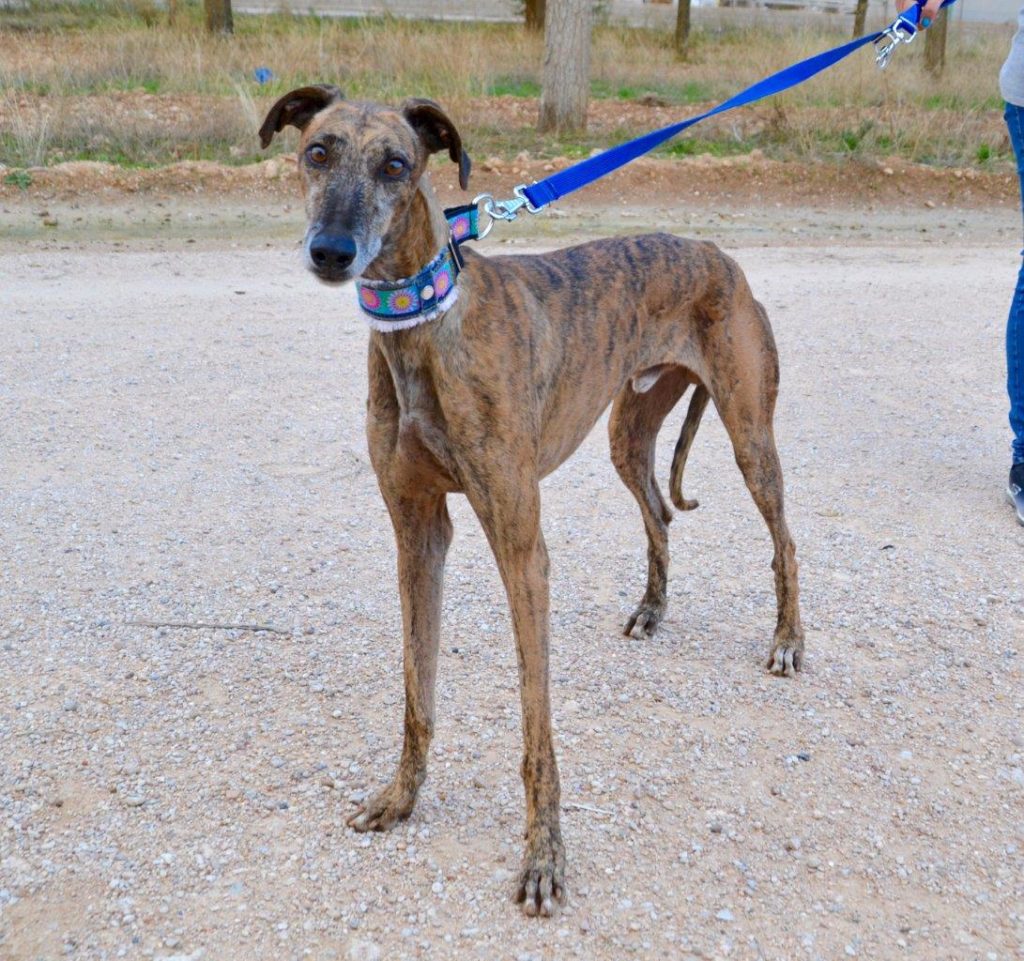 Photo de CONAN, un lévrier en attente d adoption