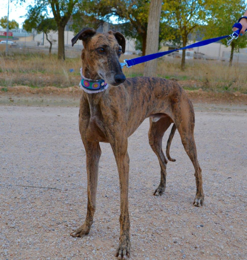 Photo de CONAN, un lévrier en attente d adoption