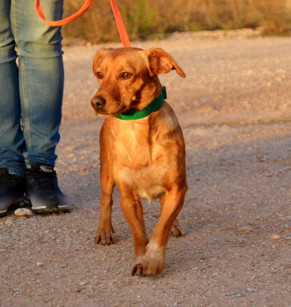 Photo de ESTELA, un lévrier en attente d adoption