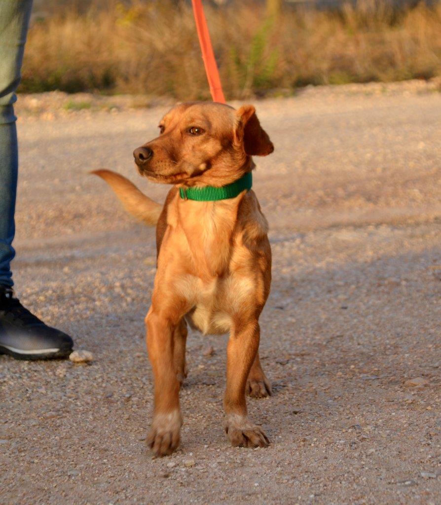 Photo de ESTELA, un lévrier en attente d adoption