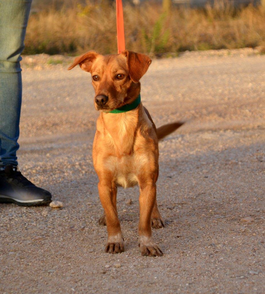 Photo de ESTELA, un lévrier en attente d adoption