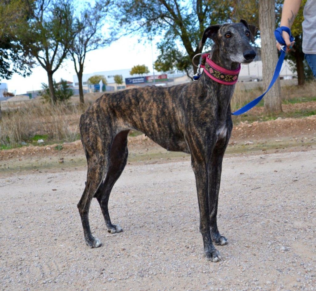 Photo de FIONA, un lévrier en attente d adoption