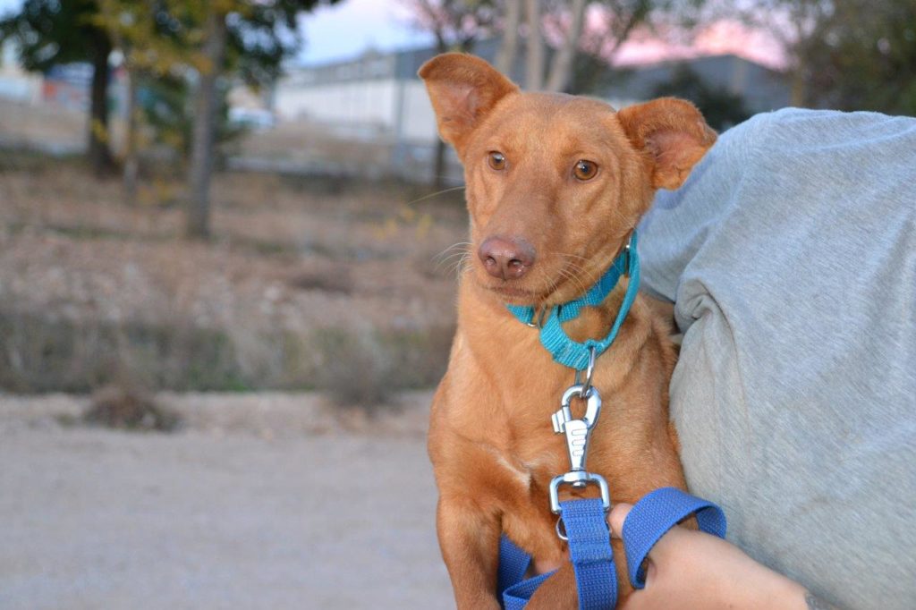 Photo de LINA, un lévrier en attente d adoption