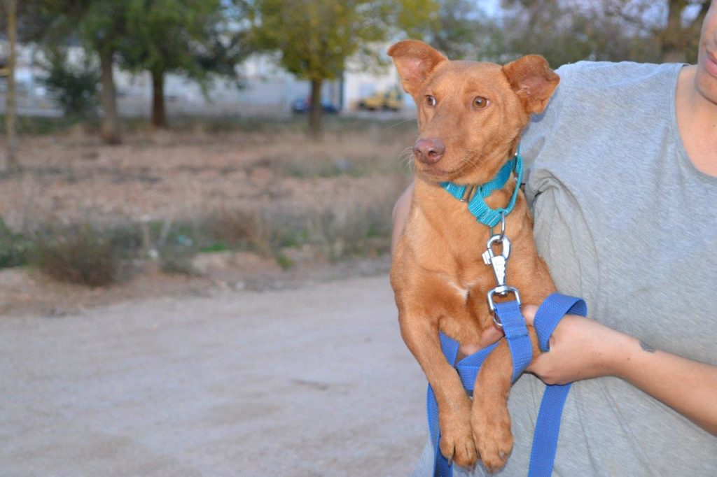 Photo de LINA, un lévrier en attente d adoption