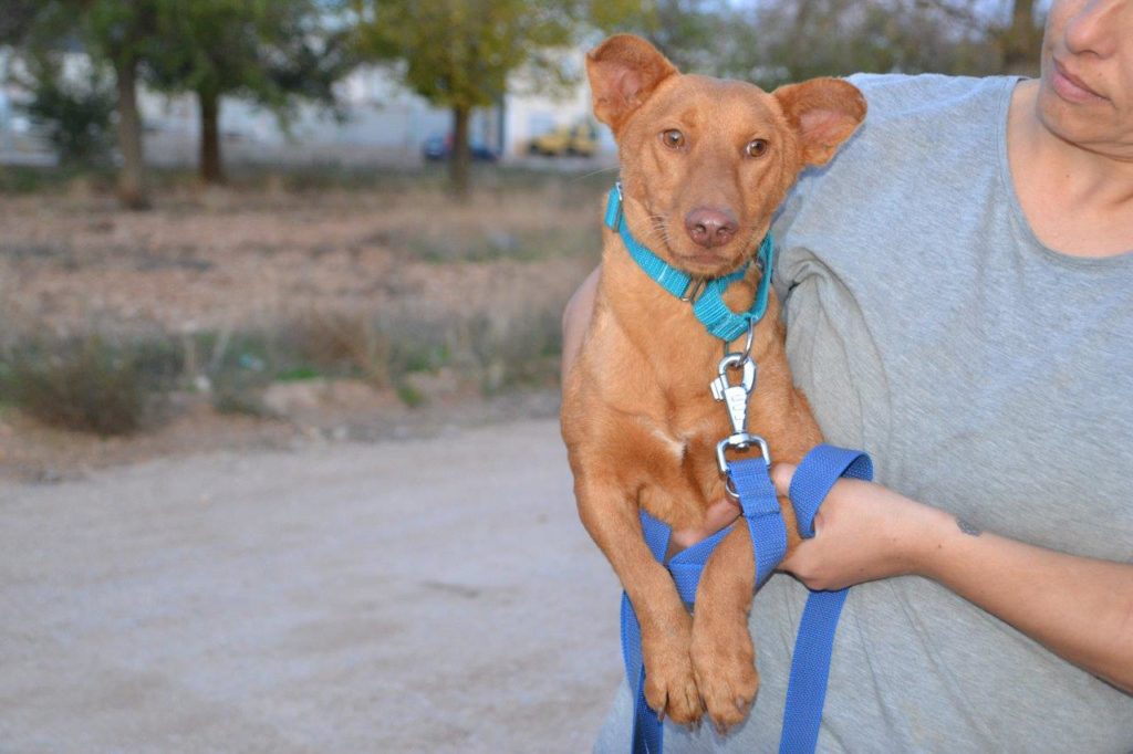 Photo de LINA, un lévrier en attente d adoption