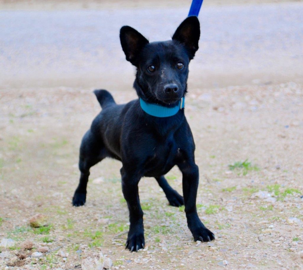 Photo de NOCILLA, un lévrier en attente d adoption