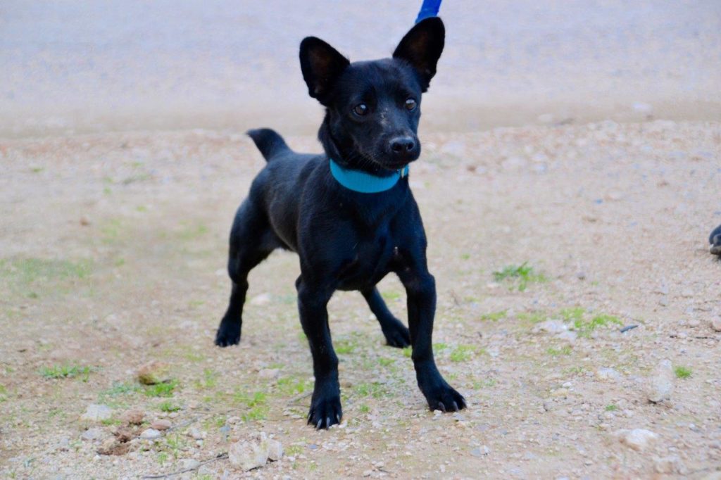 Photo de NOCILLA, un lévrier en attente d adoption