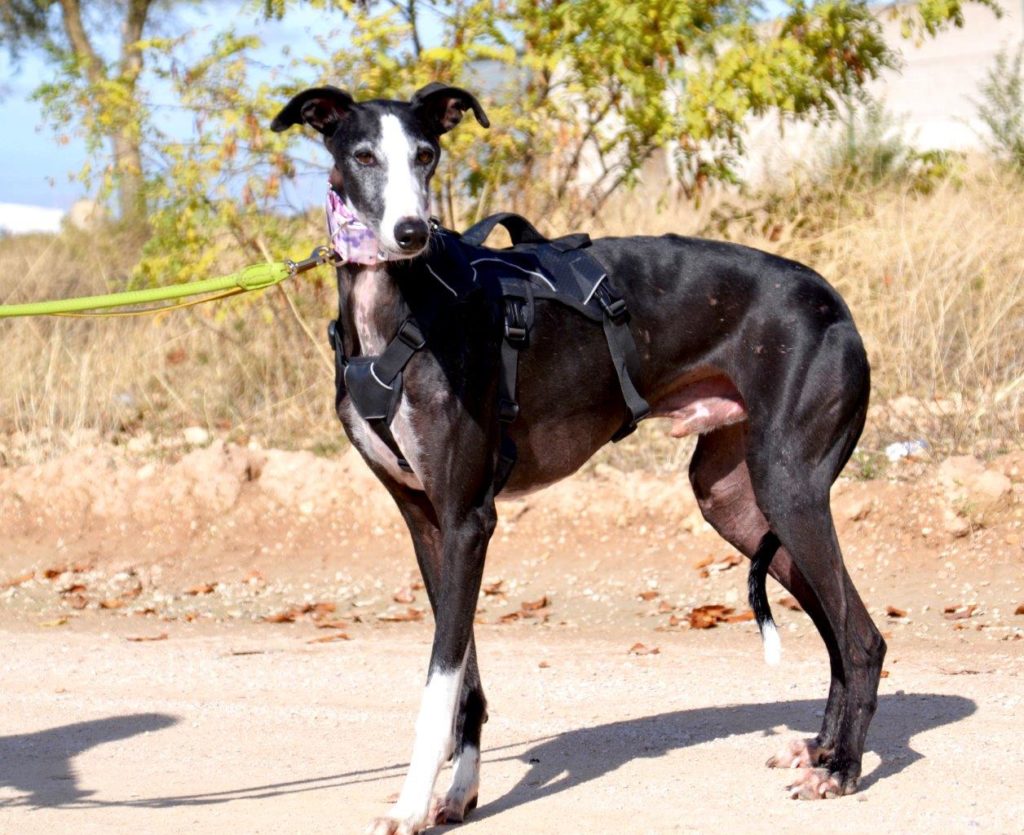 Photo de NOEL, un lévrier en attente d adoption