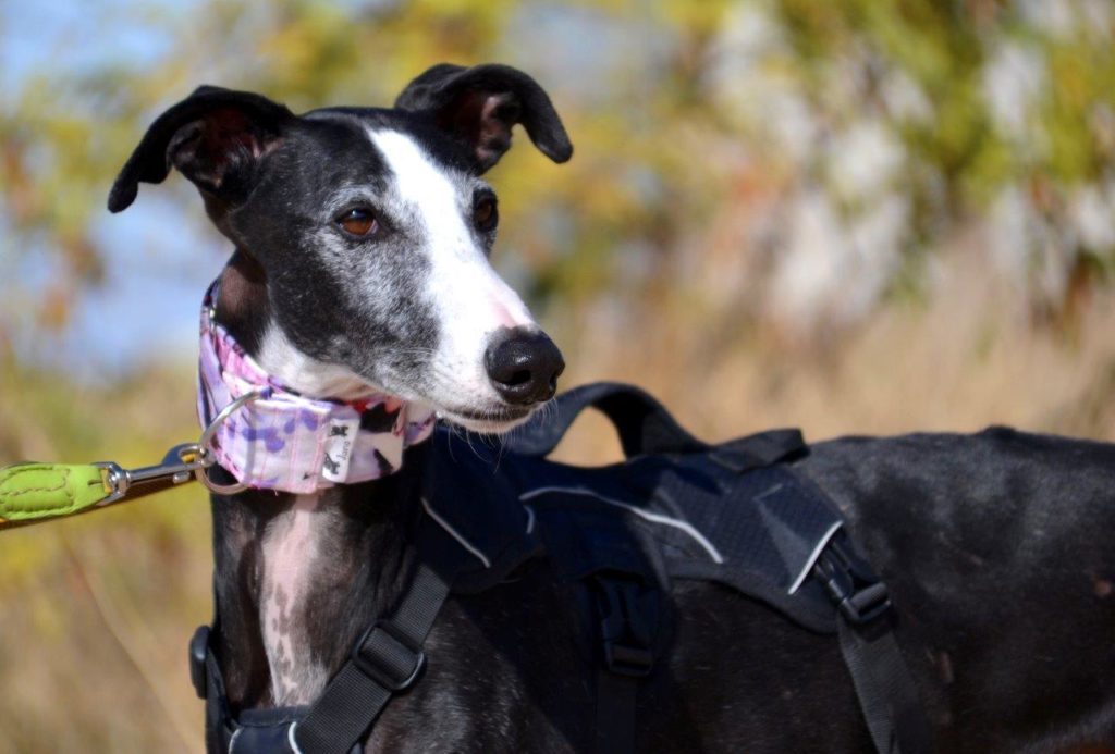 Photo de NOEL, un lévrier en attente d adoption