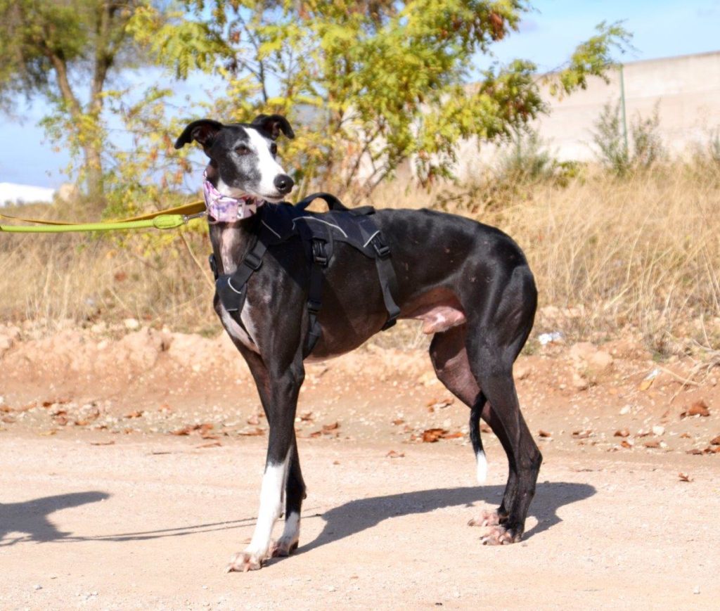 Photo de NOEL, un lévrier en attente d adoption