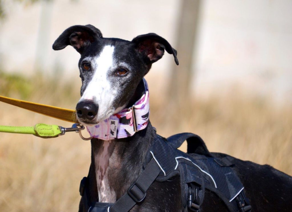 Photo de NOEL, un lévrier en attente d adoption