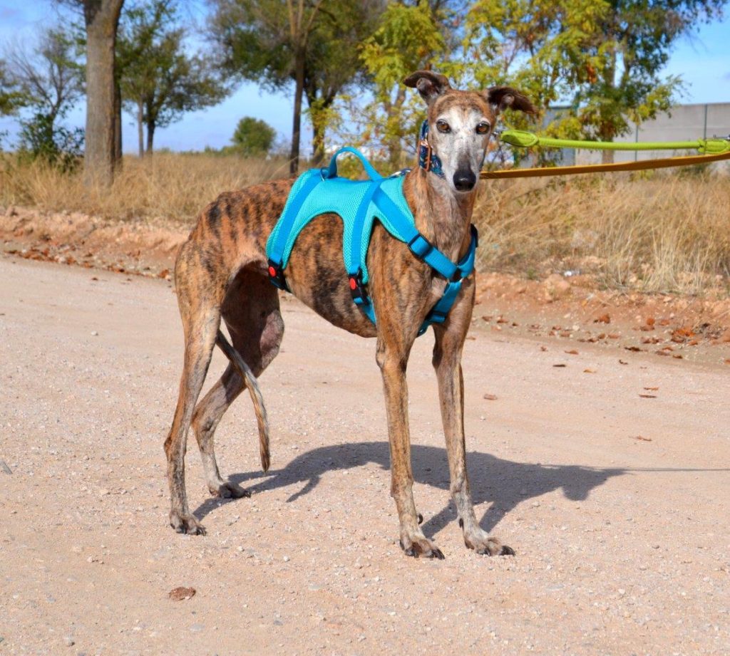 Photo de PENNY, un lévrier en attente d adoption