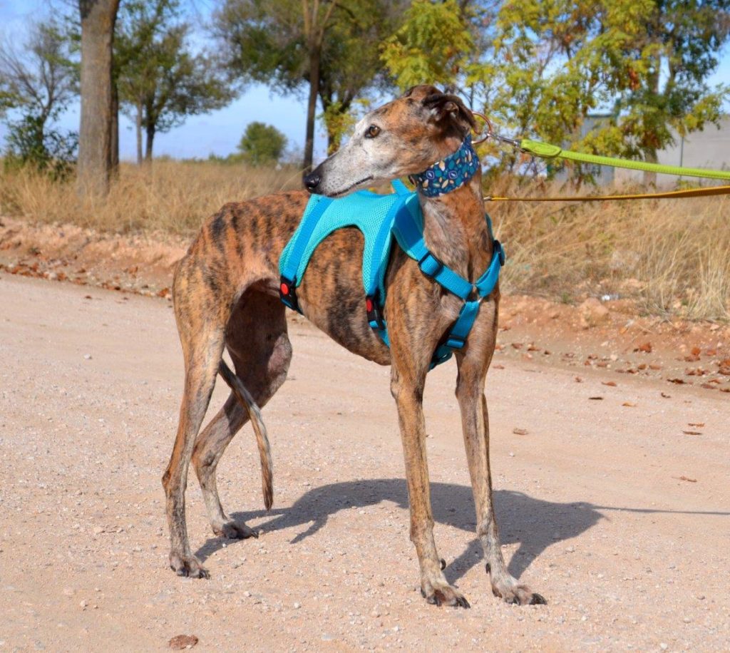 Photo de PENNY, un lévrier en attente d adoption