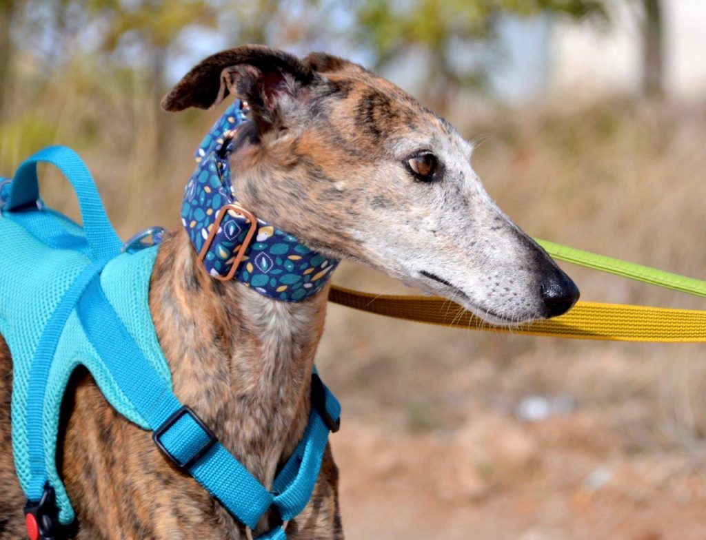 Photo de PENNY, un lévrier en attente d adoption