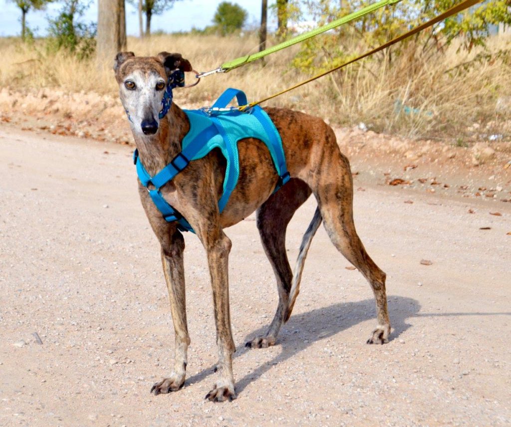 Photo de PENNY, un lévrier en attente d adoption