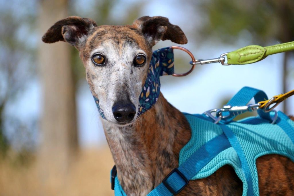 Photo de PENNY, un lévrier en attente d adoption