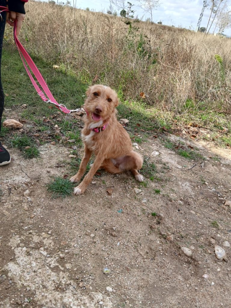 Photo de SONRISA, un lévrier en attente d adoption