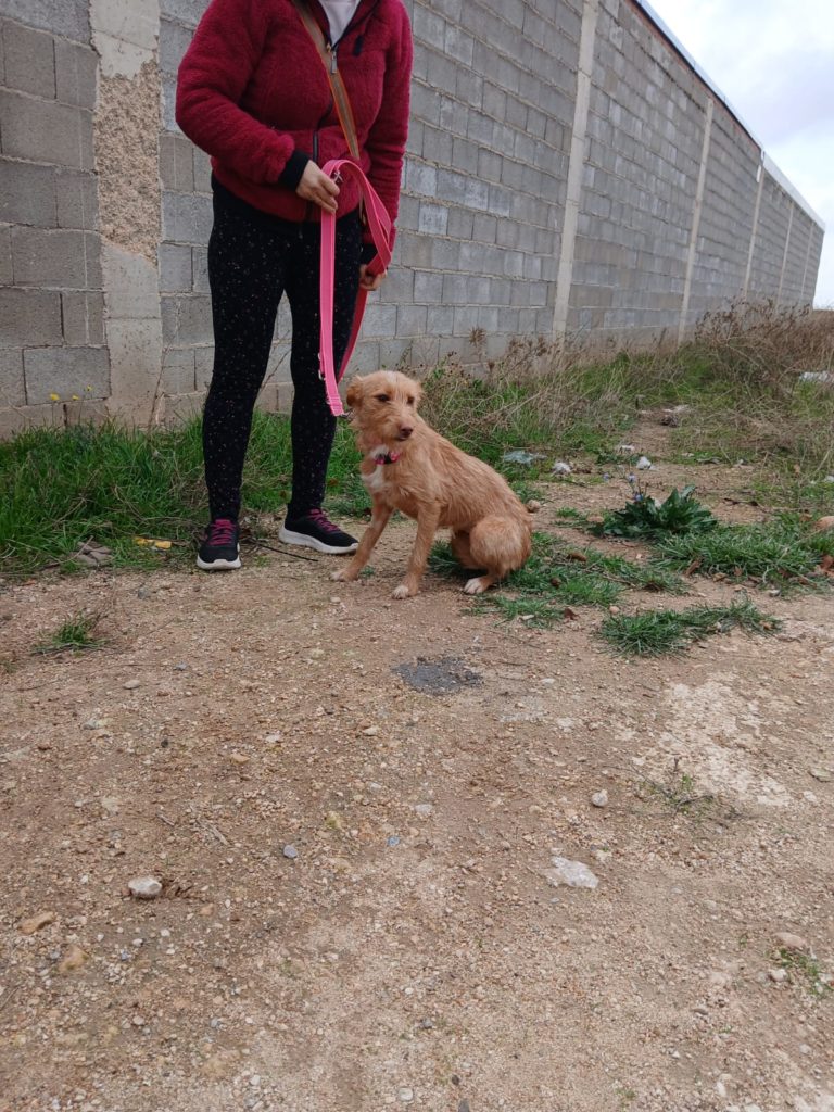 Photo de SONRISA, un lévrier en attente d adoption