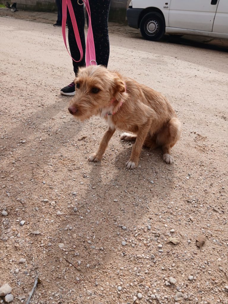 Photo de SONRISA, un lévrier en attente d adoption