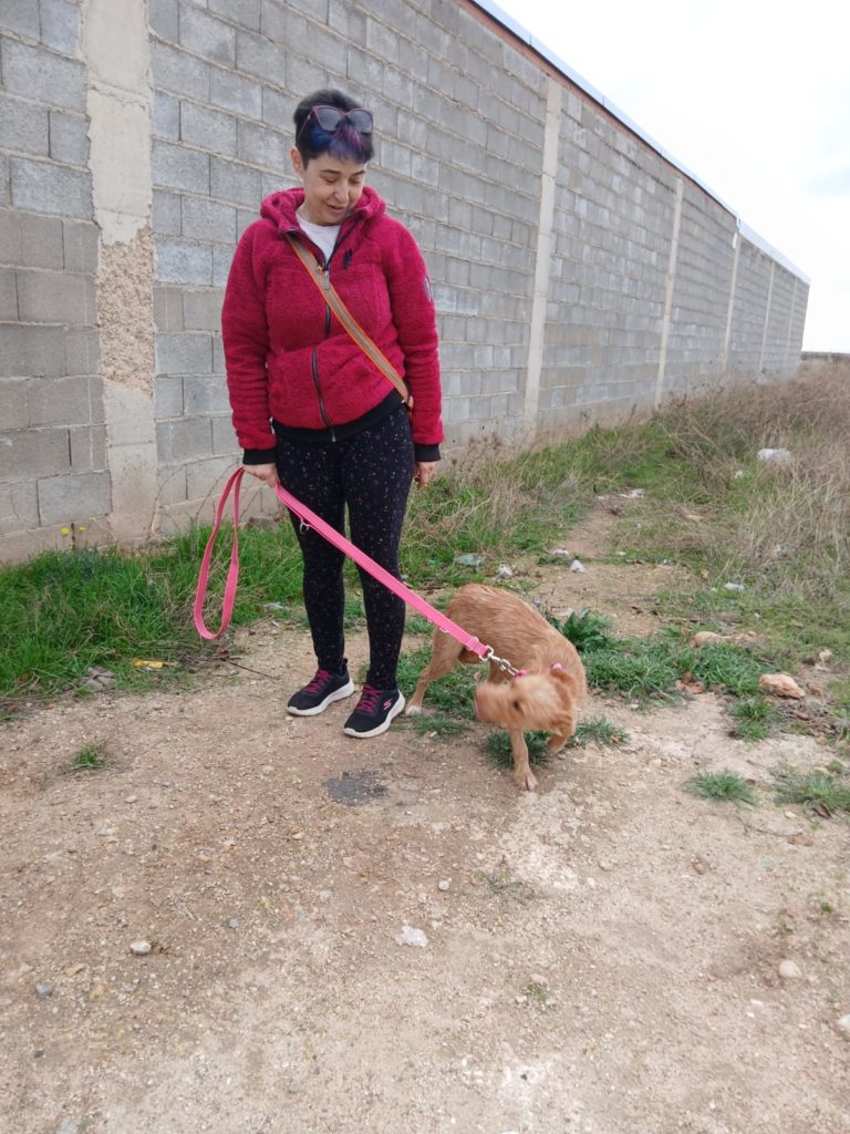 Photo de SONRISA, un lévrier en attente d adoption