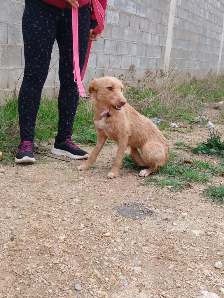 Photo de SONRISA, un lévrier en attente d adoption