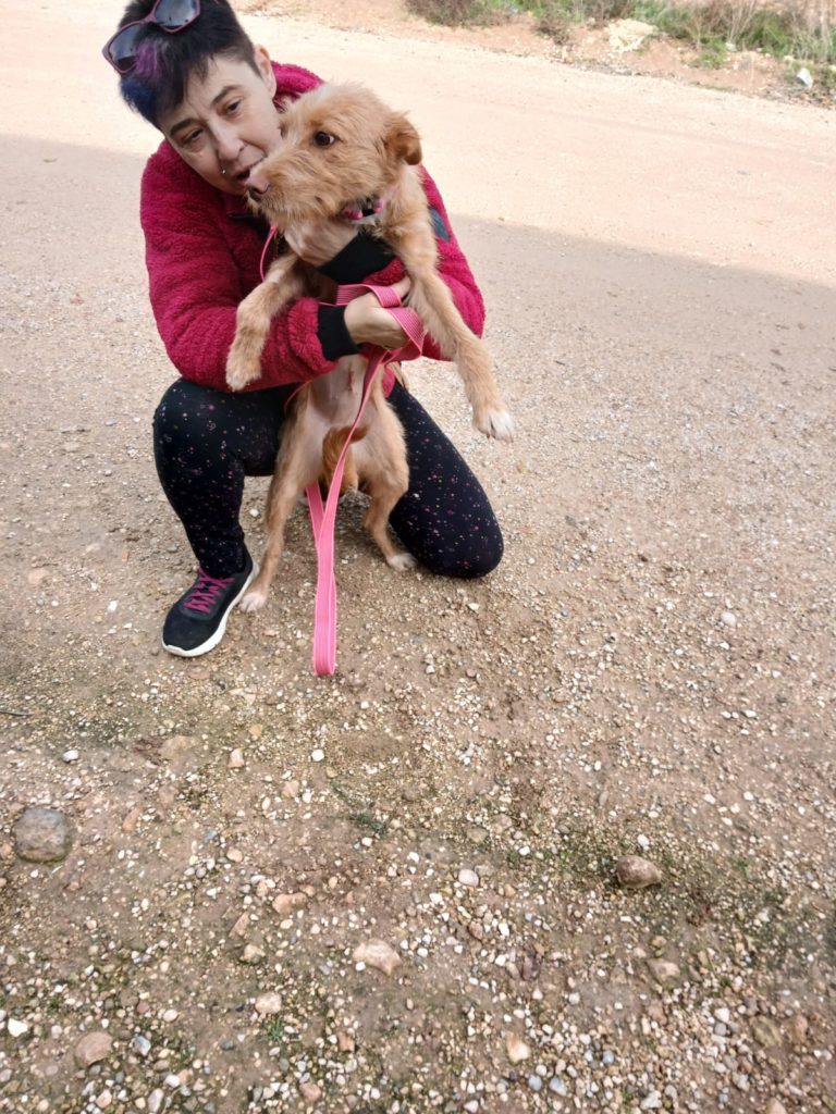 Photo de SONRISA, un lévrier en attente d adoption